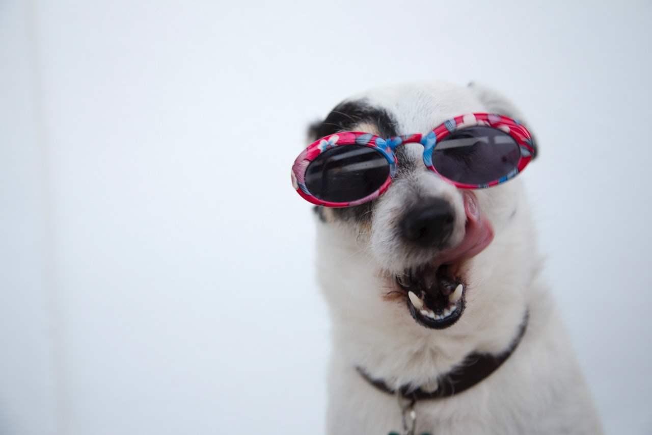a dog with eyeshades/ Best Ethical Pet Products